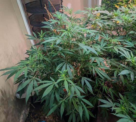 Sunset Sherbet. Week 18