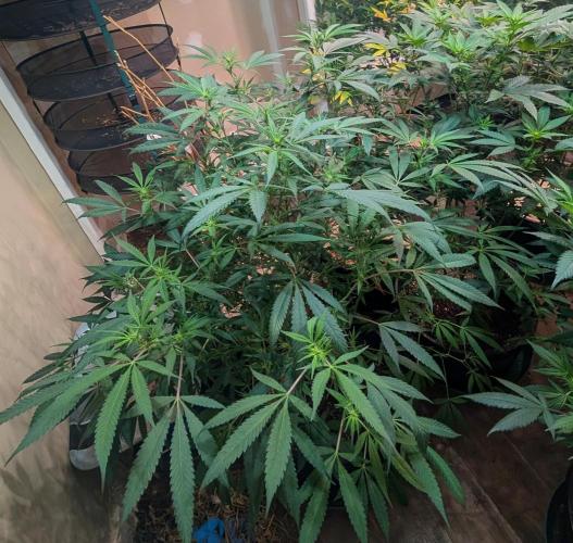 Sunset Sherbet. Week 18