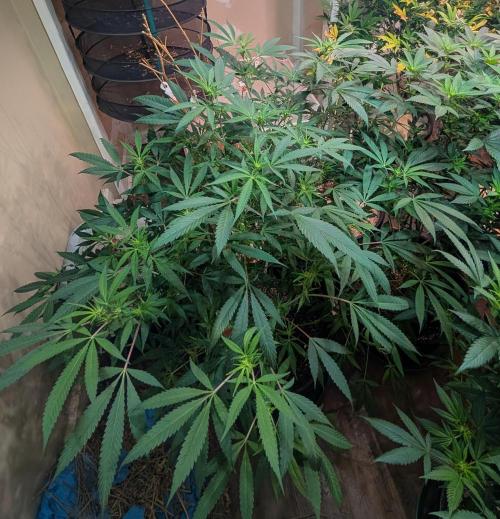 Sunset Sherbet. Week 18