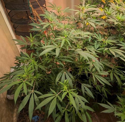 Sunset Sherbet. Week 18