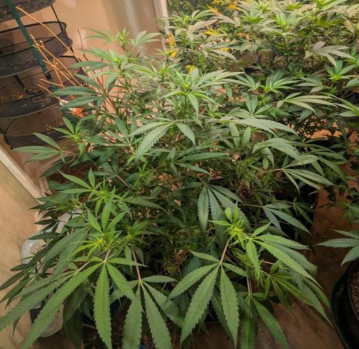 Sunset Sherbet. Week 18
