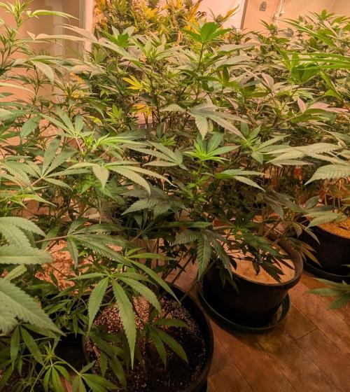 Cereal Milk. Week 18