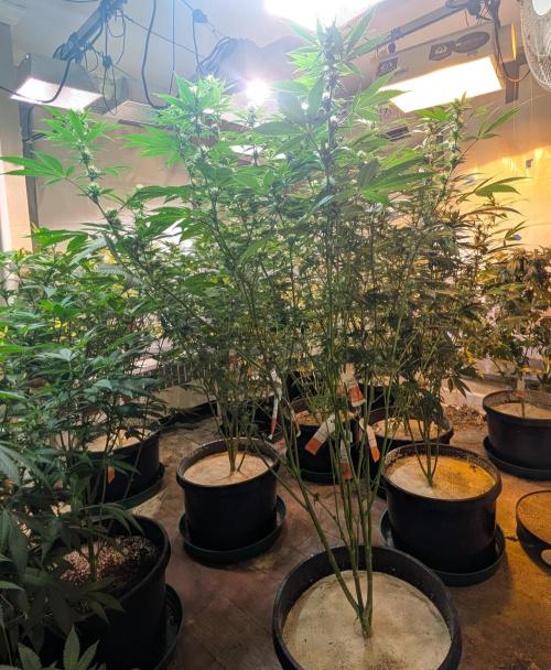 Super Boof. Week 18