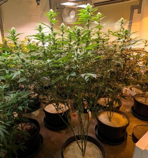 Super Boof. Week 18