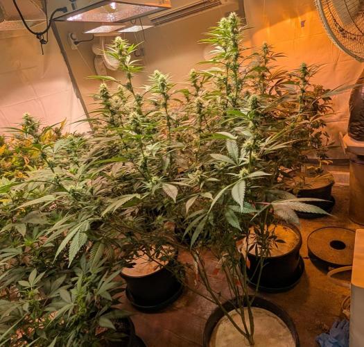 Super Boof. Week 18