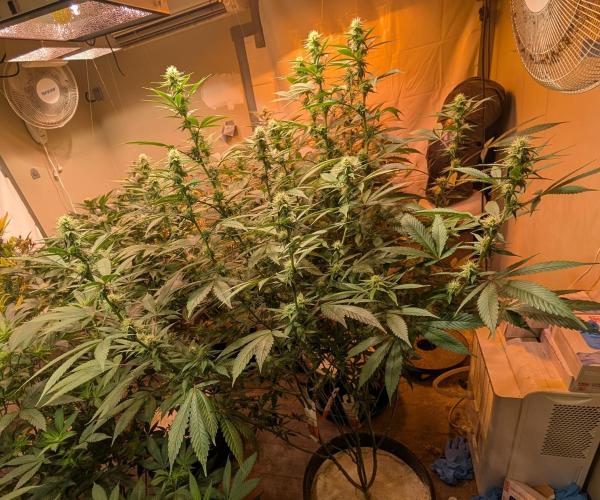 Super Boof. Week 18
