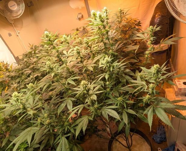 Super Boof. Week 18