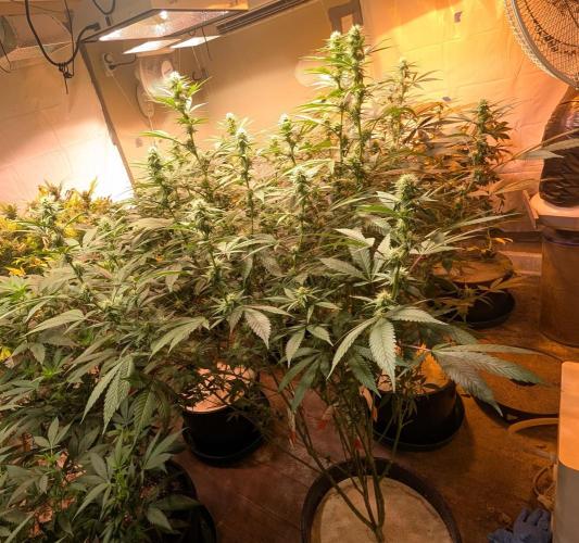 Super Boof. Week 18