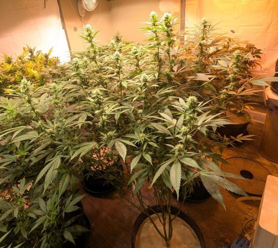 Super Boof. Week 18