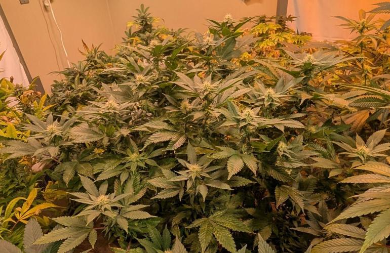 Fruity Pebbles. Week 18