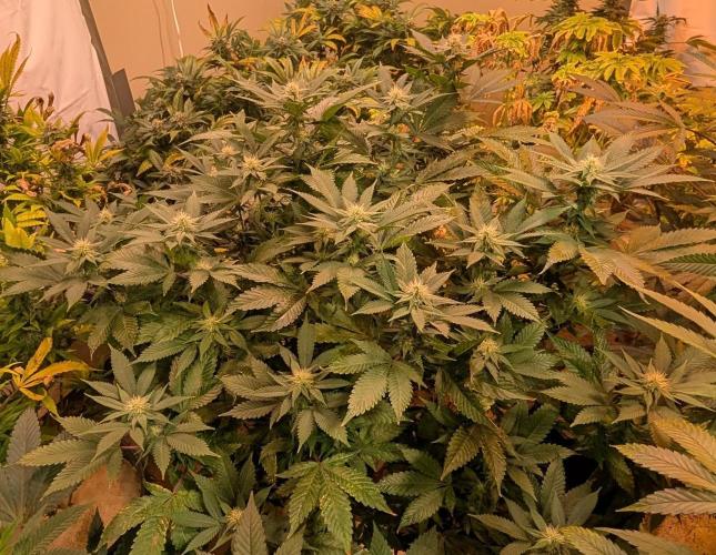 Fruity Pebbles. Week 18