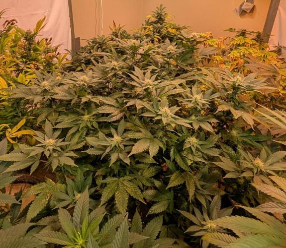 Fruity Pebbles. Week 18