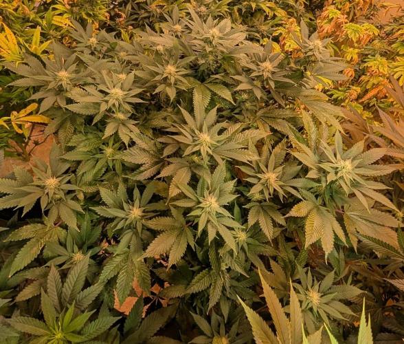 Fruity Pebbles. Week 18