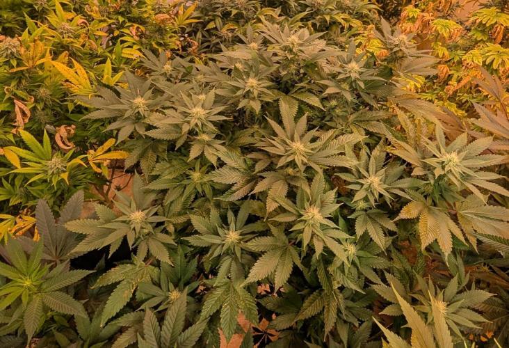 Fruity Pebbles. Week 18