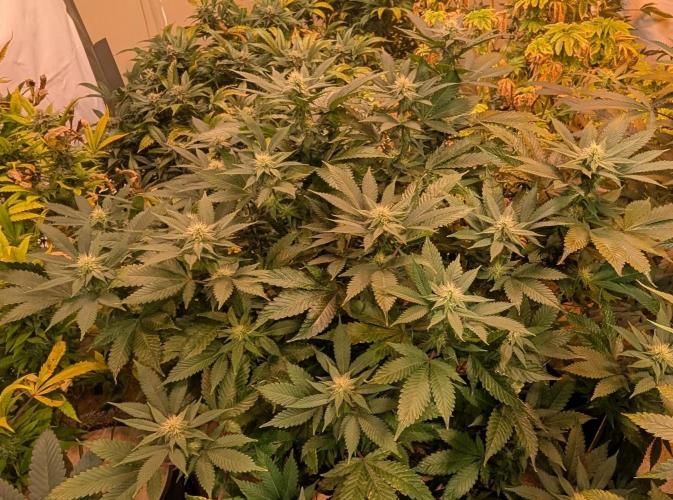 Fruity Pebbles. Week 18