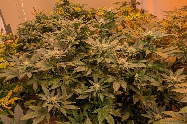 Fruity Pebbles. Week 18