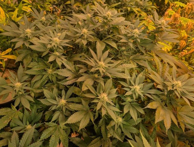 Fruity Pebbles. Week 18