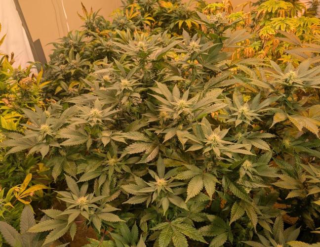 Fruity Pebbles. Week 18