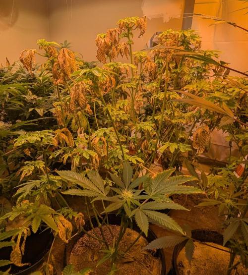 Pink Gelato. Week 18