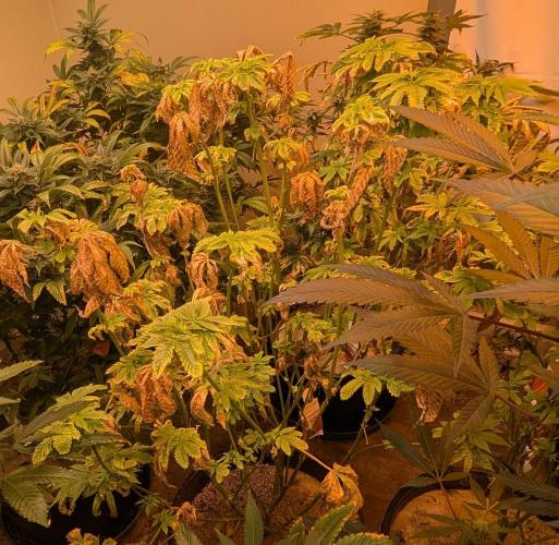 Pink Gelato. Week 18