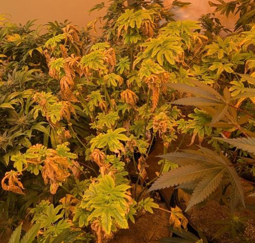Pink Gelato. Week 18
