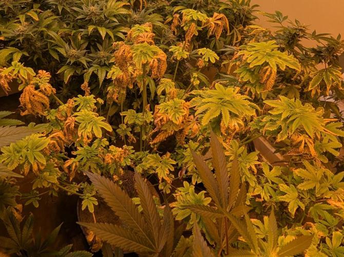Pink Gelato. Week 18