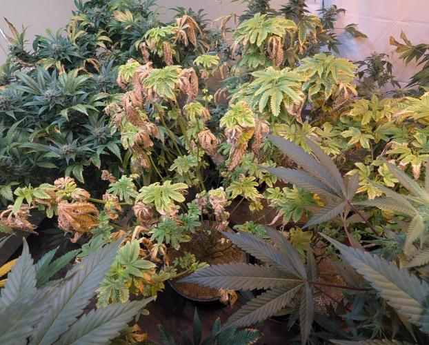 Pink Gelato. Week 18