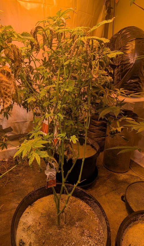 Zoap RosΓ©. Week 18