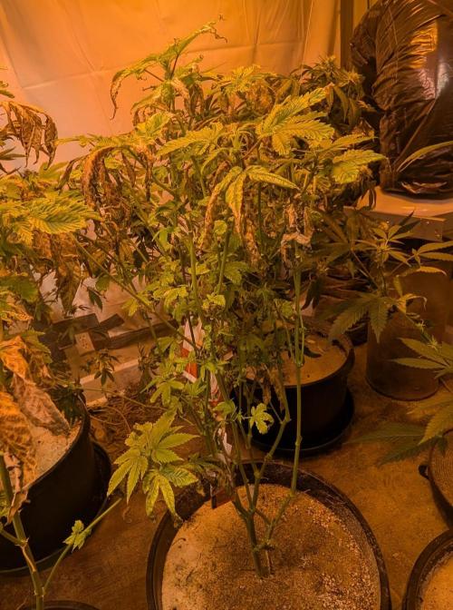 Zoap RosΓ©. Week 18