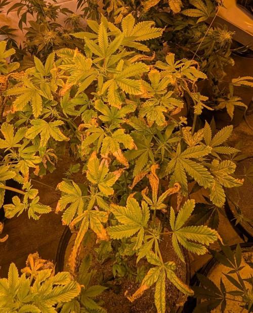 Zoap RosΓ©. Week 18