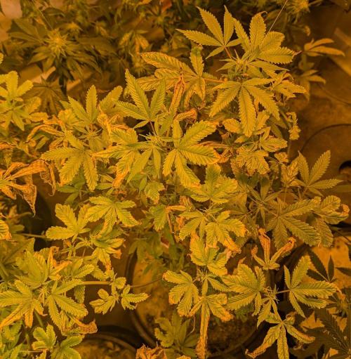 Zoap Rose. Week 18