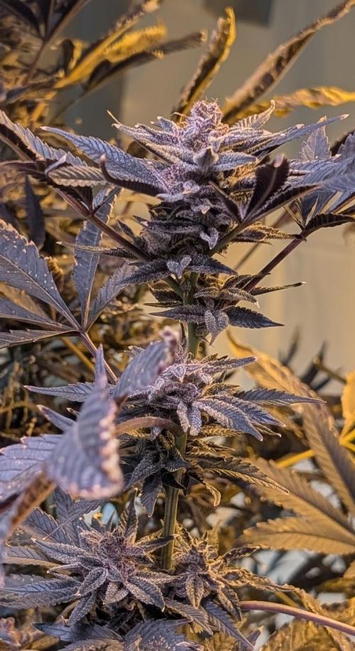 Pure Michigan. Week 29