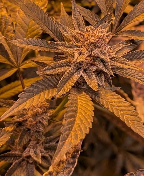 Pure Michigan. Week 29