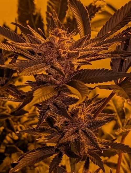 Pure Michigan. Week 29