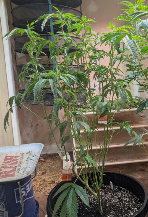 Pellezino Cookies. Week 19