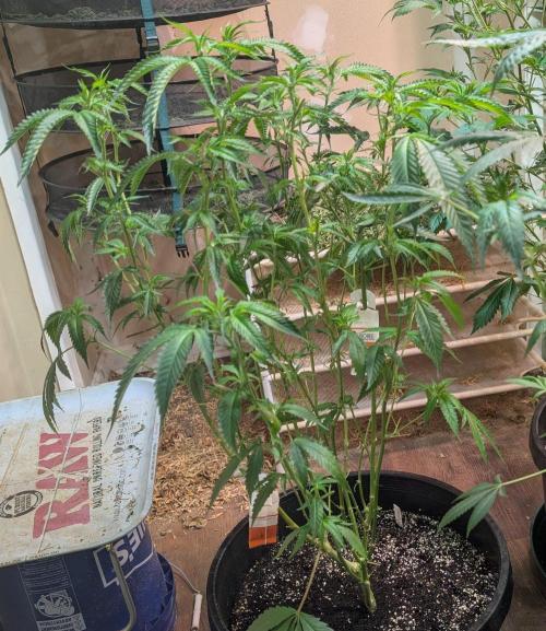 Pellezino Cookies. Week 19