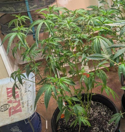 Pellezino Cookies. Week 19