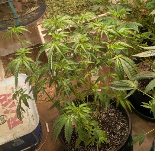 Pellezino Cookies. Week 19