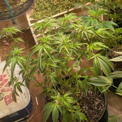 Pellezino Cookies. Week 19