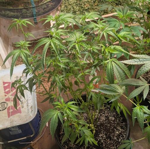 Pellezino Cookies. Week 19