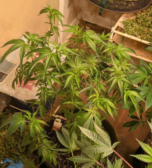 Pellezino Cookies. Week 19