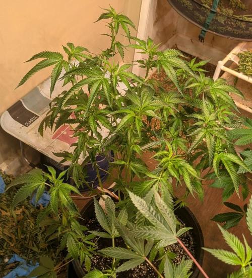 Pellezino Cookies. Week 19