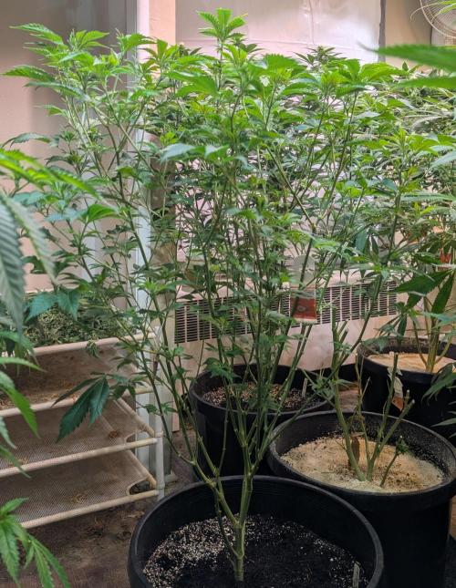 Forbidden Fruit. Week 19