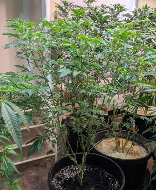 Forbidden Fruit. Week 19