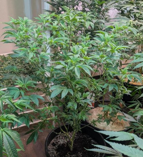 Forbidden Fruit. Week 19