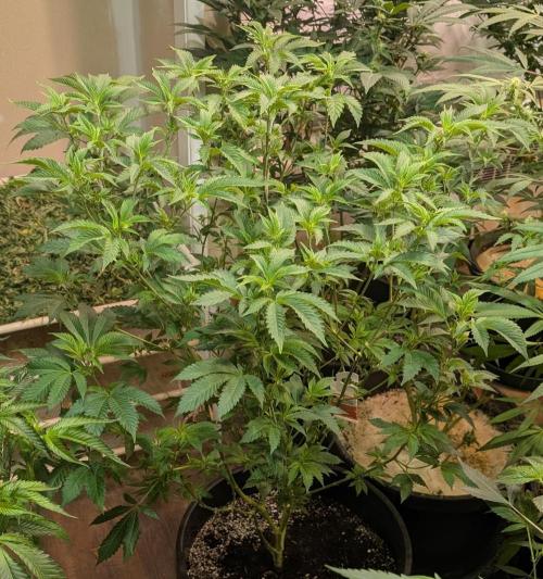 Forbidden Fruit. Week 19