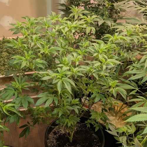 Forbidden Fruit. Week 19