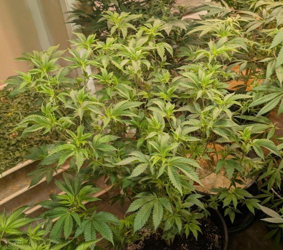 Forbidden Fruit. Week 19