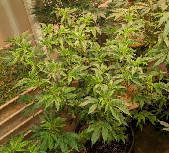 Forbidden Fruit. Week 19