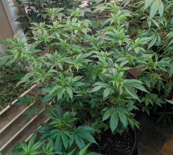 Forbidden Fruit. Week 19